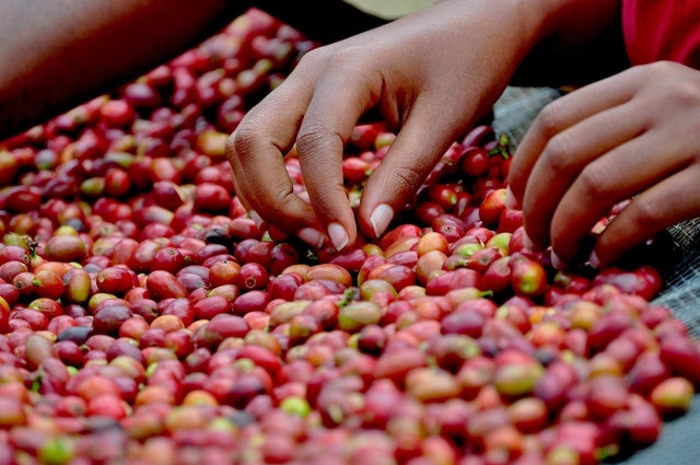 Café Apuí